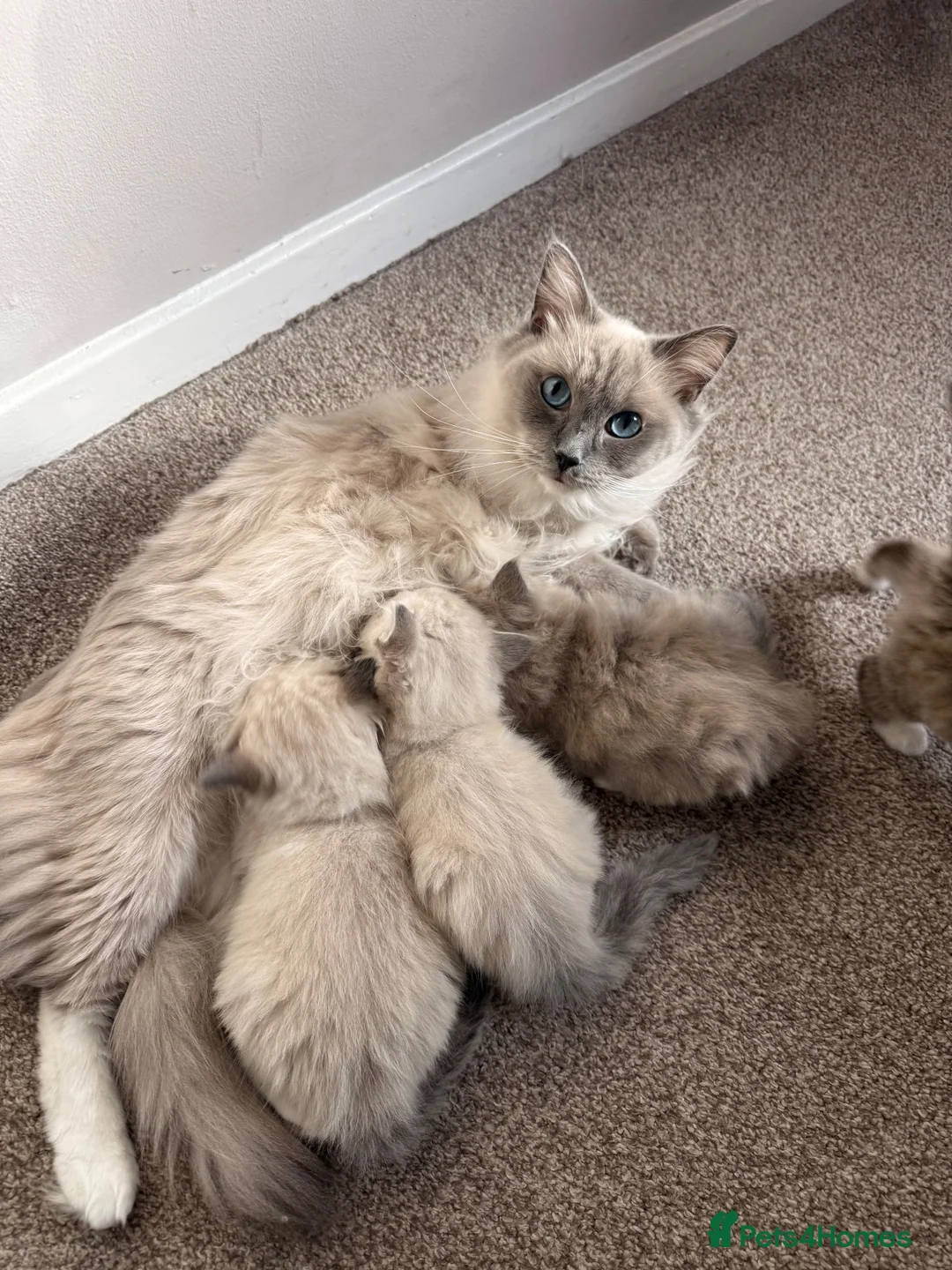 Ragdoll cats for sale: 3 Female Ragdoll Kittens  - Advert 1
