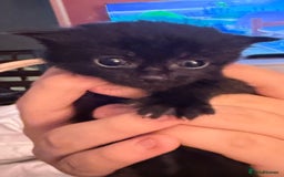 Mixed Breed cats for sale: Maine coon mix kittens - Advert 10