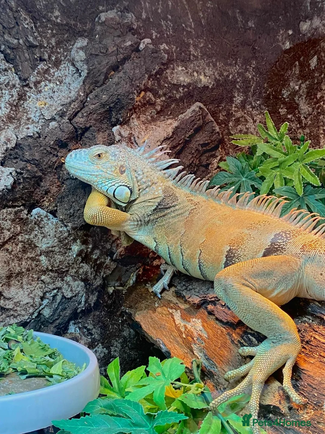 Iguana reptiles for sale: Male Axanthic Iguana  - Advert 1