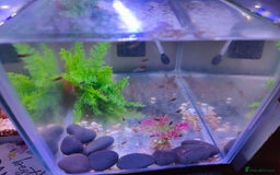 Platies fish for sale: Young Platies Fry Fish - Image 3