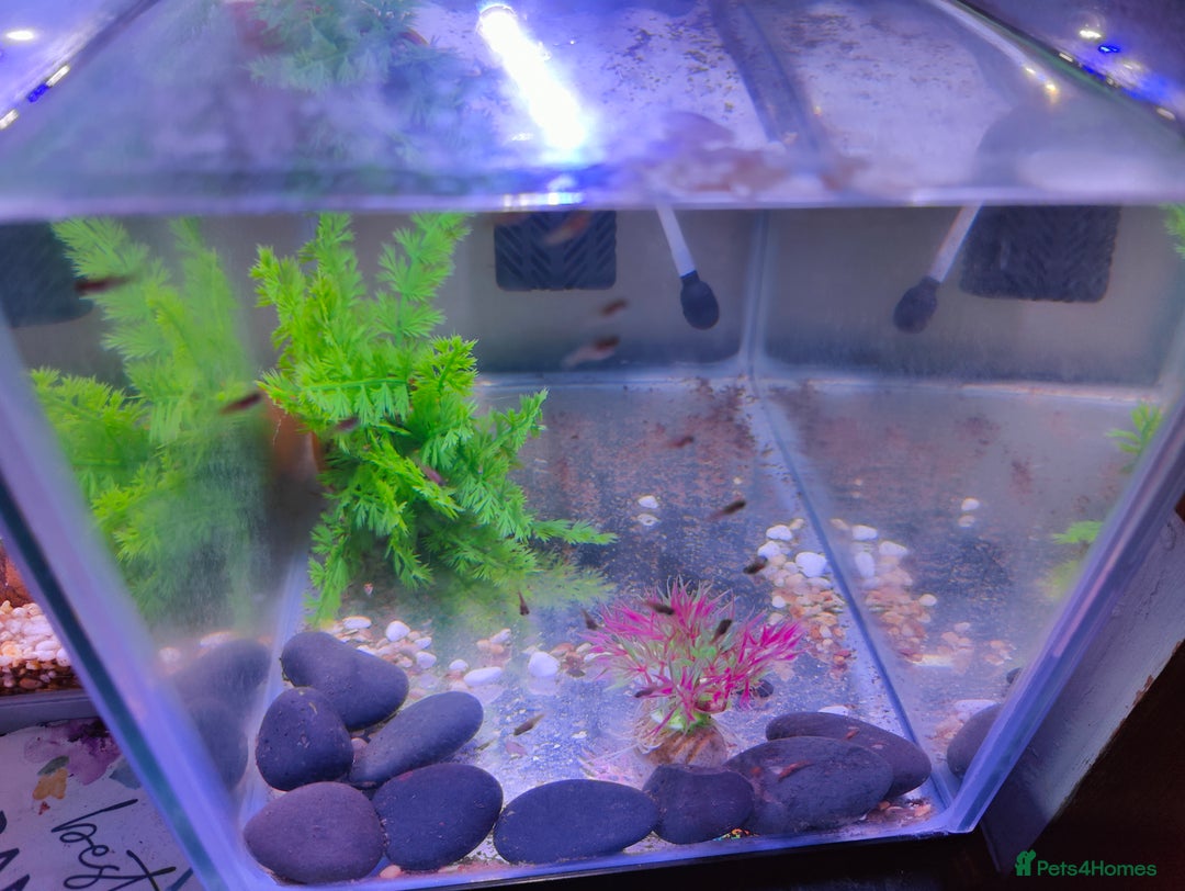 Platies fish for sale: Young Platies Fry Fish - Image 3