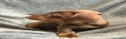 Miniature Dachshund dogs for sale: Long haired Miniature dachshund  - Advert 9