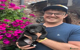 Border Collie dogs for sale: Beautiful border collie X puppies  - Image 6