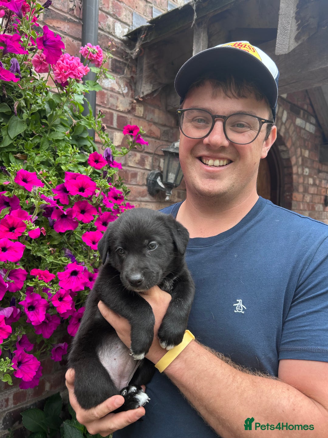 Border Collie dogs for sale: Beautiful border collie X puppies  - Image 6