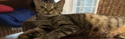 Bengal cats for sale: Gorgeous Bengals - Advert 7