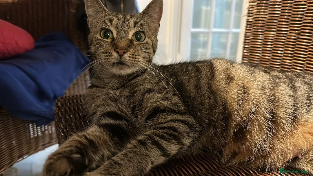 Bengal cats for sale: Gorgeous Bengals - Advert 7