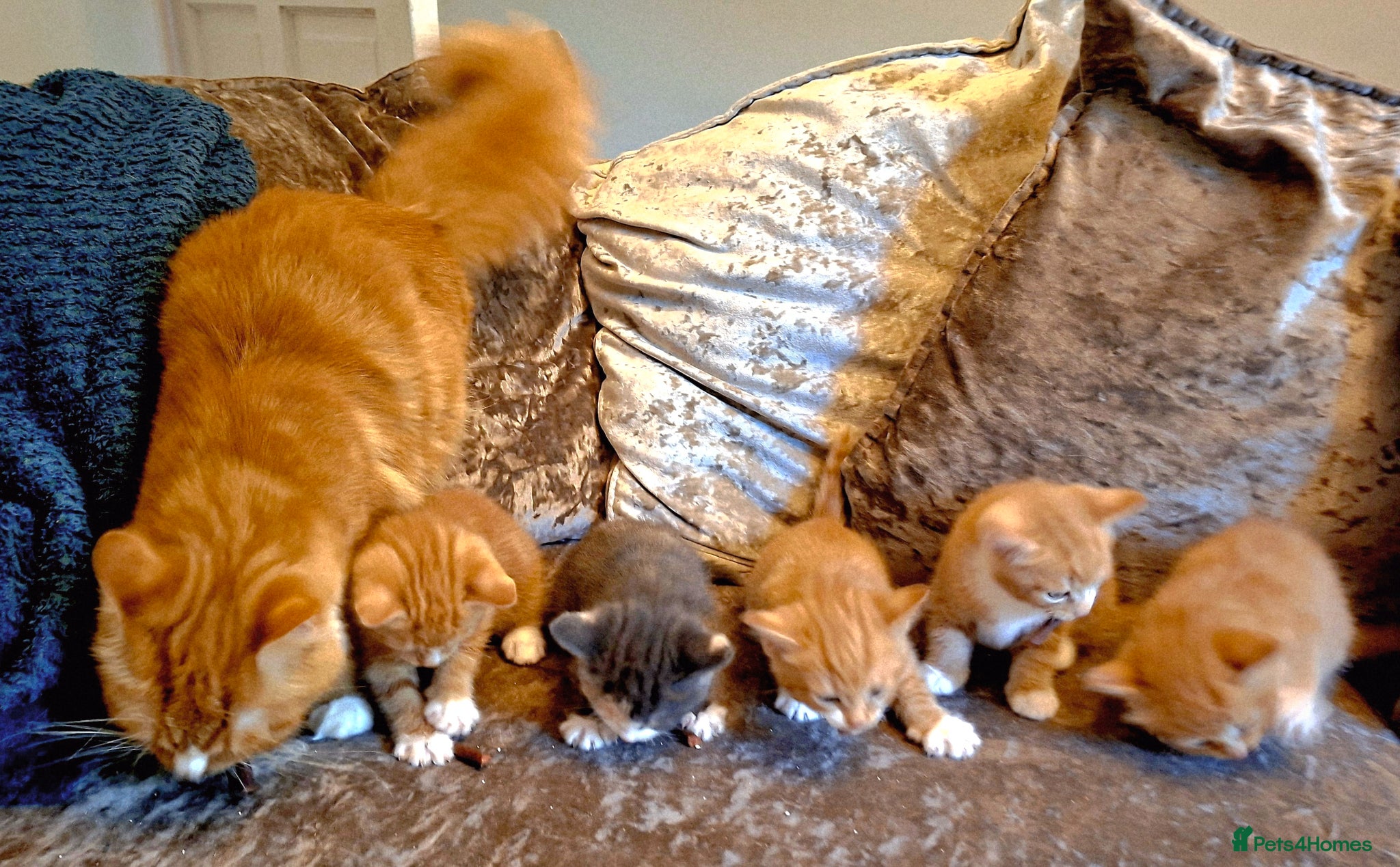 Mixed Breed cats Maine Coon X 1 Beautiful Boy left!   - Advert 11