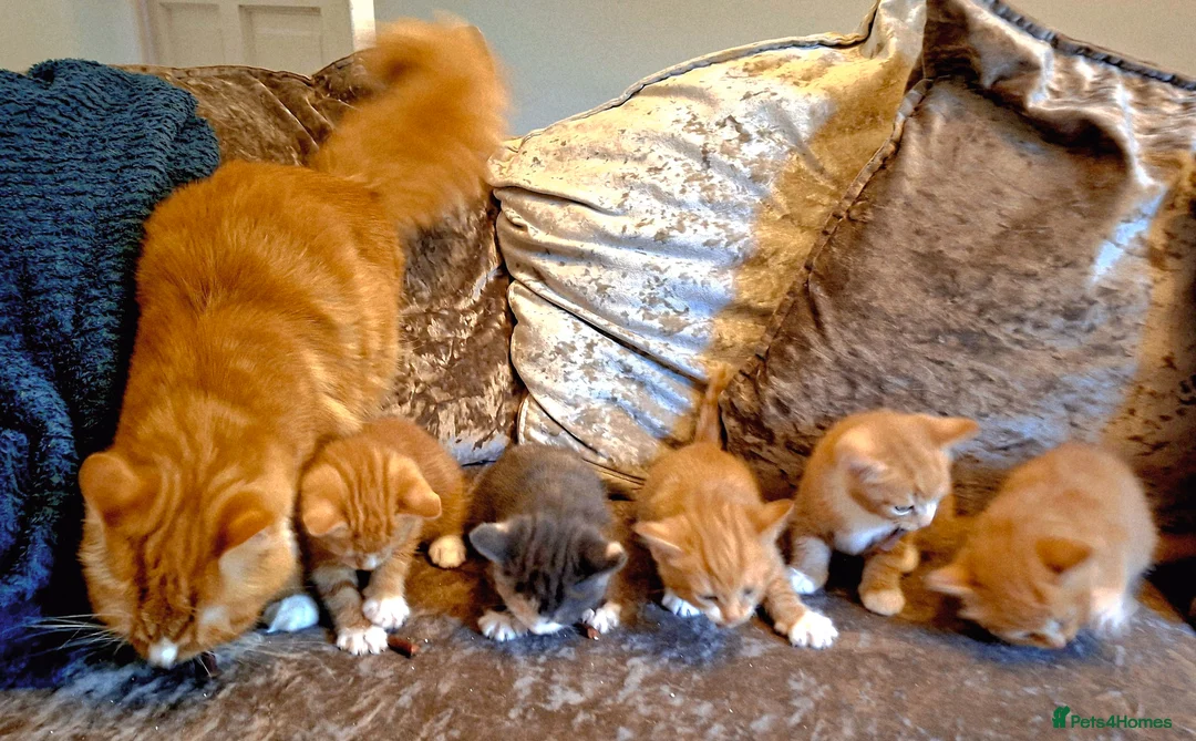 Mixed Breed cats for sale: Maine Coon X Ginger Kittens – 4 Stunning Boys  - Advert 2