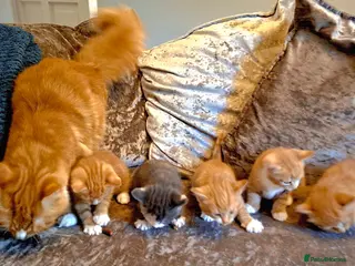 Mixed Breed cats Maine Coon X 1 Beautiful Boy left! - Advert 11