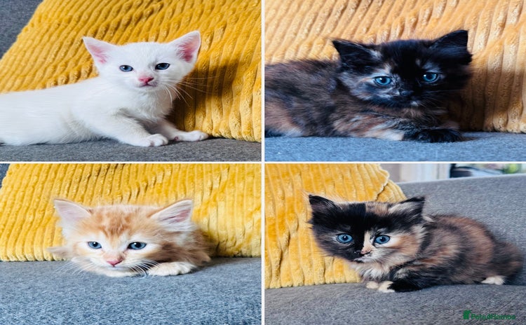 Domestic Shorthair cats - Advert 12