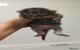 Mixed Breed cats for sale: 5 mixed breed kittens looking for new homes  - Image 4