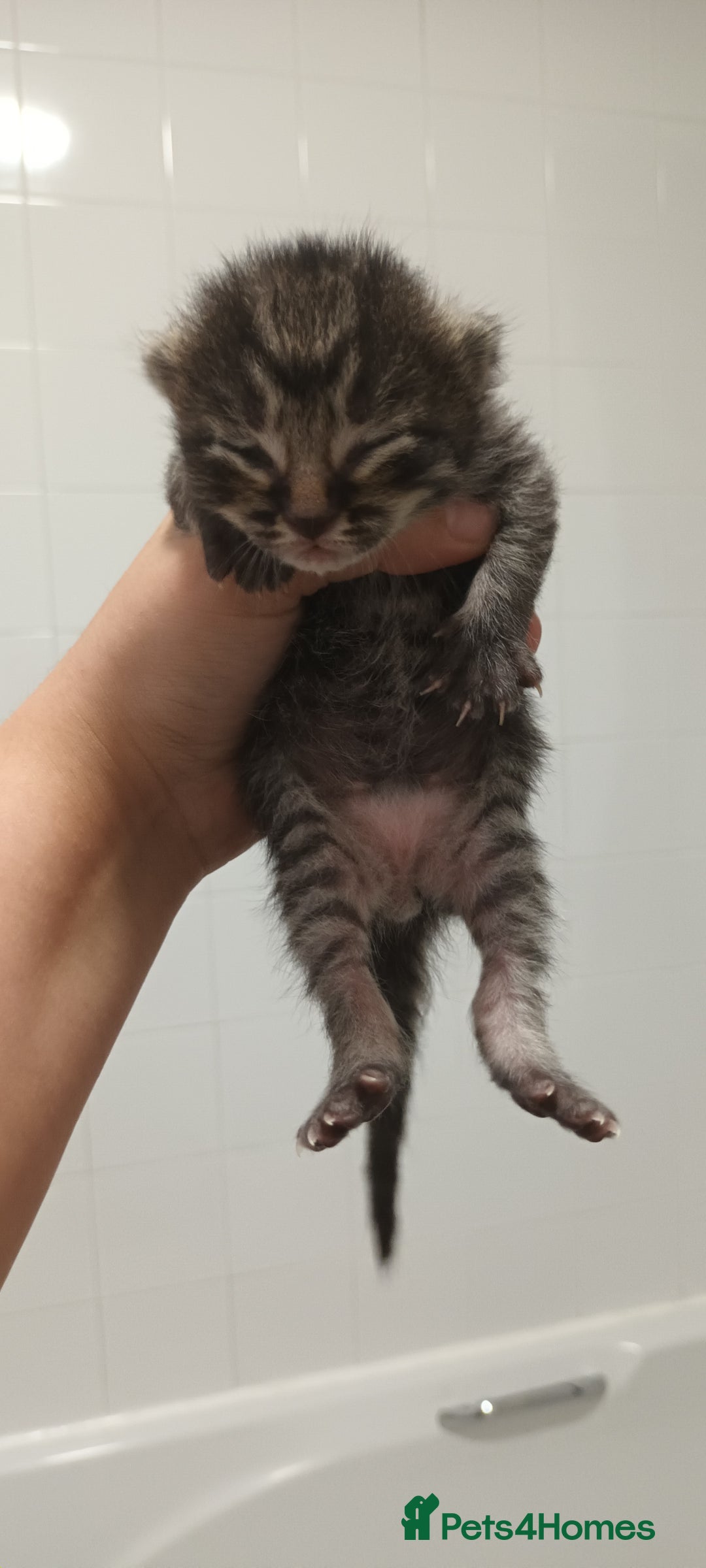 Mixed Breed cats for sale: 5 mixed breed kittens looking for new homes  - Image 4