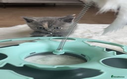 British Shorthair cats for sale: kitten  - Image 10