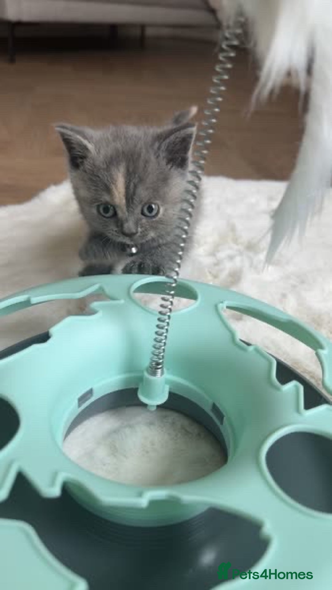 British Shorthair cats for sale: kitten  - Image 10
