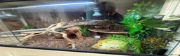 Python Snake reptiles for sale: Royal / ball python  in Grimsby - Advert 3