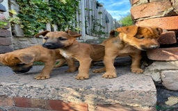 Lakeland Terrier dogs for sale: Working Lakeland Terrier Pups For Sale in Rotherham - Image 2