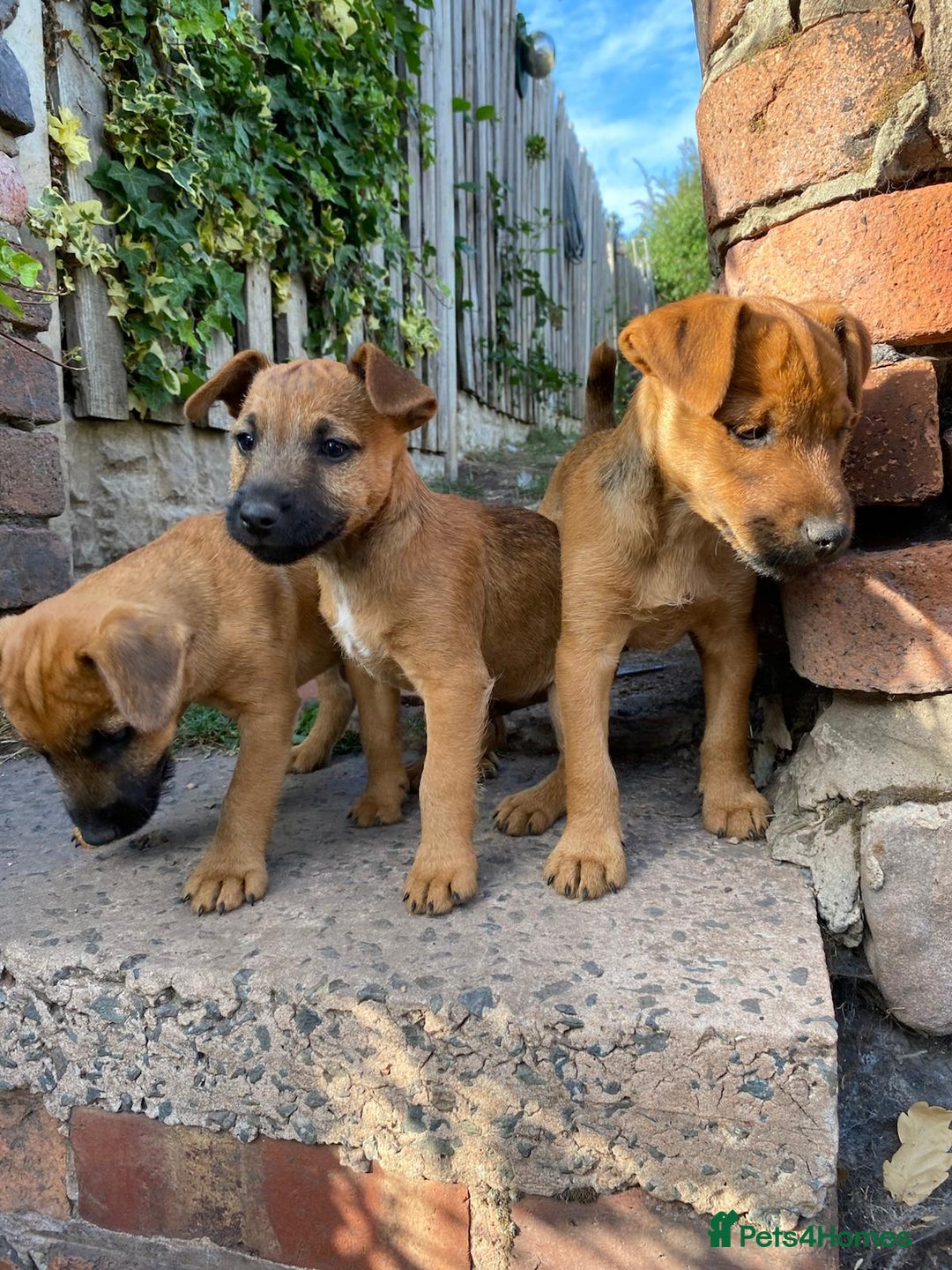 Lakeland Terrier dogs for sale: Working Lakeland Terrier Pups For Sale in Rotherham - Image 2