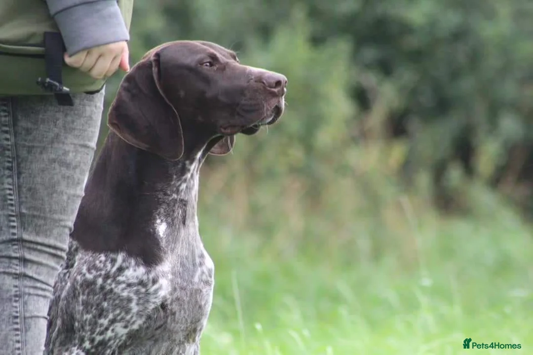 German Shorthaired Pointer dogs for stud: Stunning Proven German shorthaired pointer  in Shrewsbury - Advert 9