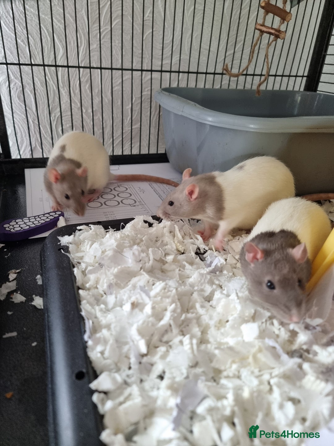 Rat rodents for sale: 4 young female rats with enclose for sale - Advert 2