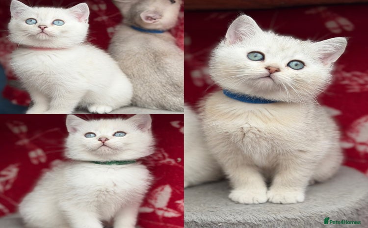 British Shorthair cats - Advert 9