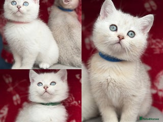 British Shorthair cats - Advert 2