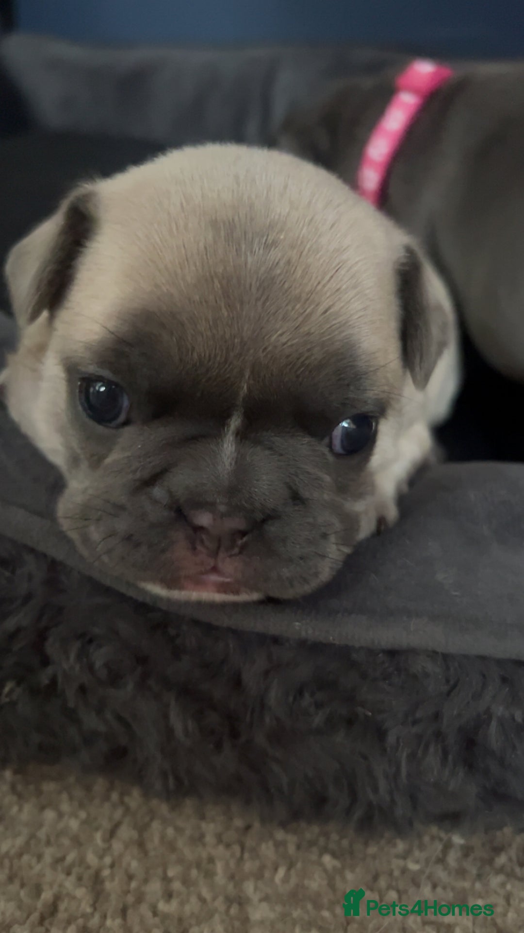Mixed Breed dogs for sale: Frenchie x frug in Grimsby - Image 2