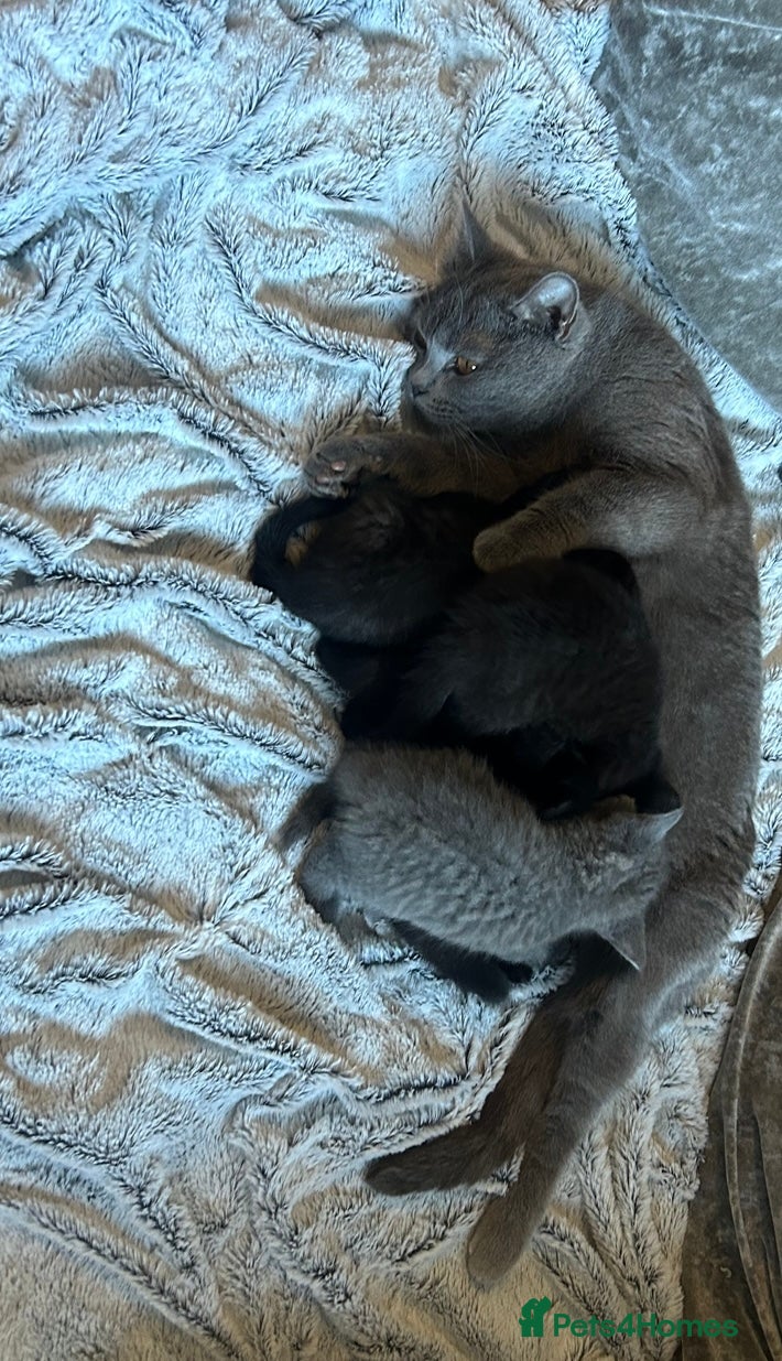 British Shorthair cats British short hair kittens  - Advert 8