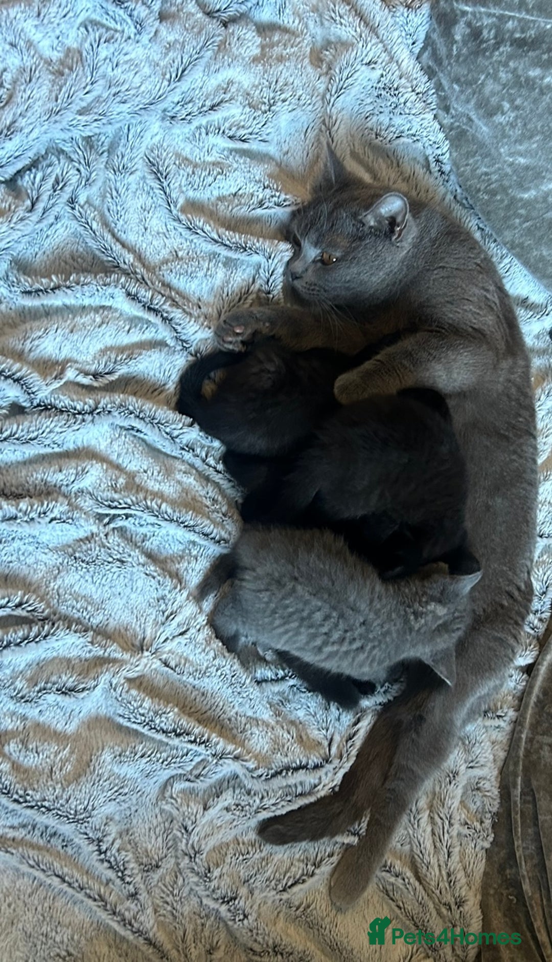 British Shorthair cats for sale: British short hair kittens  - Image 1