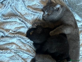 British Shorthair cats for sale - Advert 2