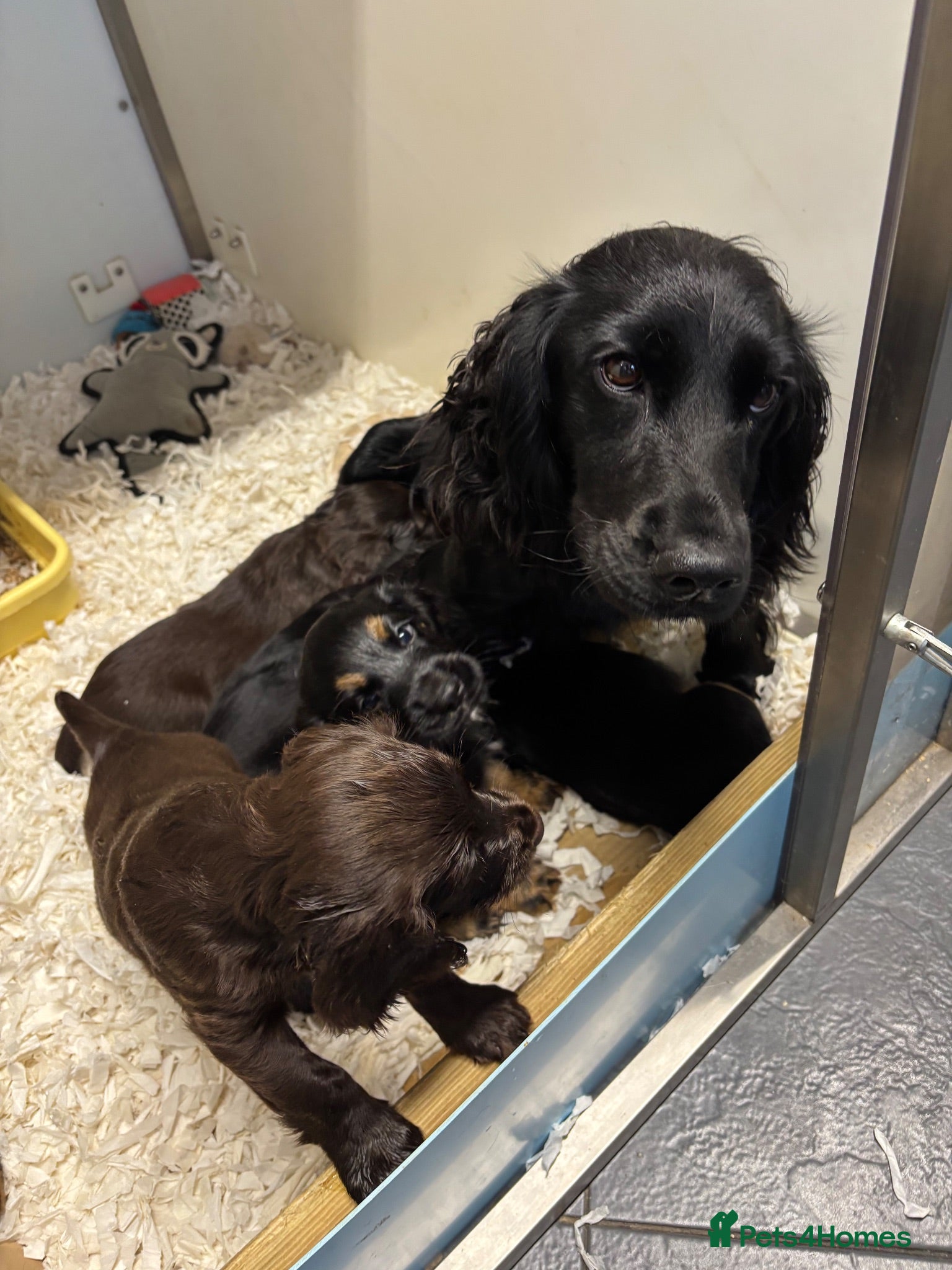 Cocker Spaniel dogs Kc working type cocker spaniels  - Advert 1