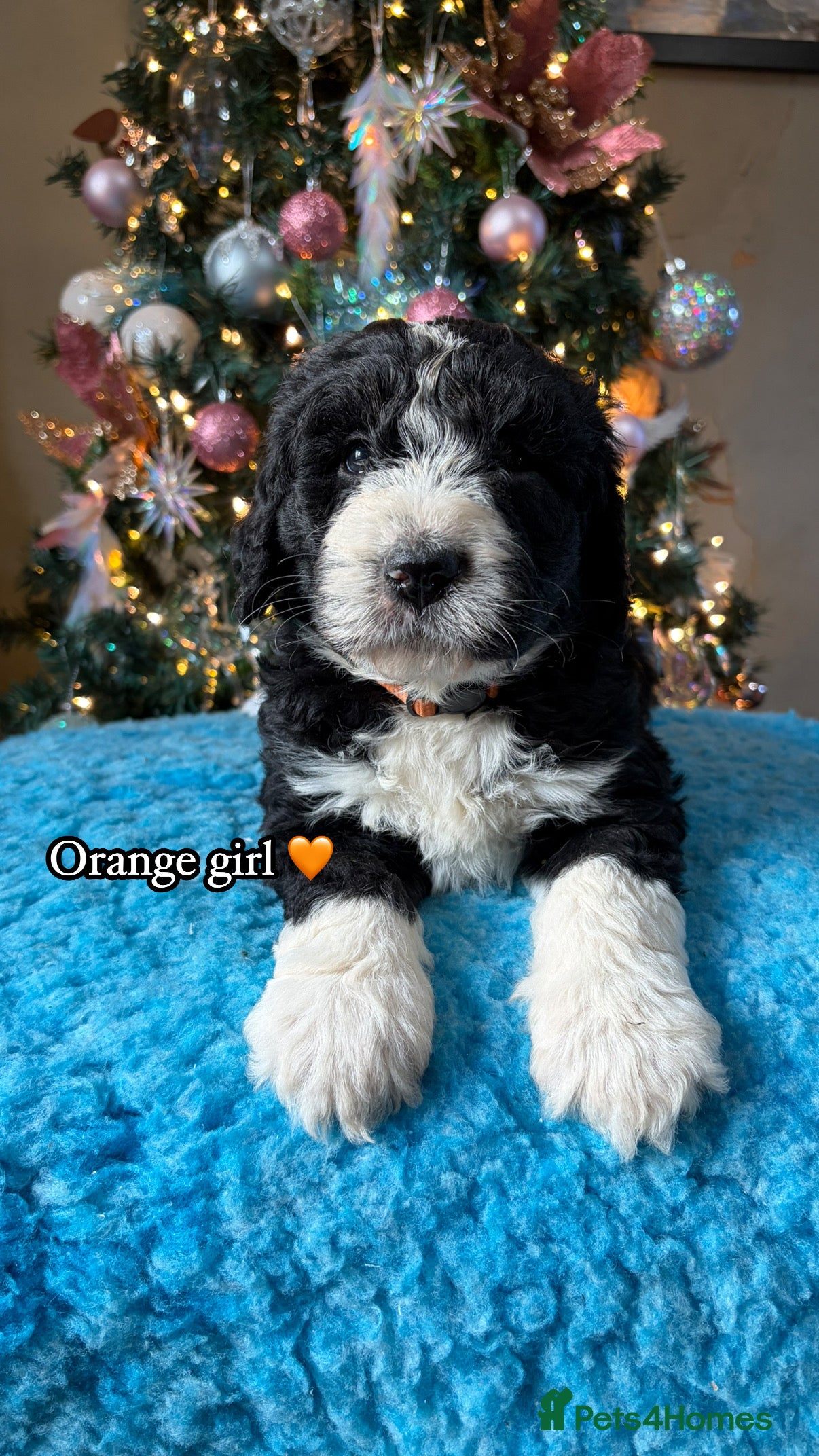 Bernedoodle dogs 💙 Chunky Bernedoodles with TRI🩷 - Advert 1