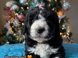 Bernedoodle dogs 💙 Chunky Bernedoodles with TRI🩷 - Advert 1