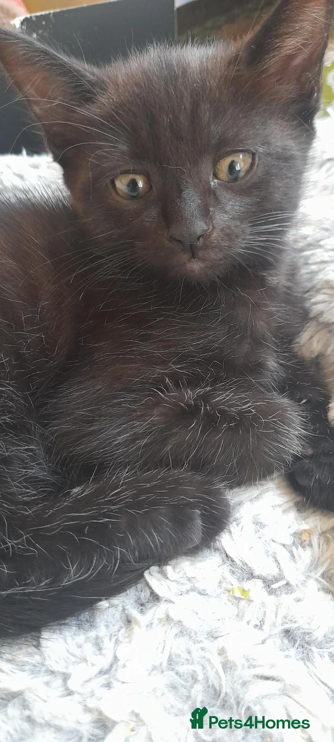 Mixed Breed cats for sale: Beautiful kittens 😸  - Advert 7