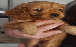 Cavapoo dogs for sale: Beautiful Cavapoo F2 puppies  for sale - Image 11