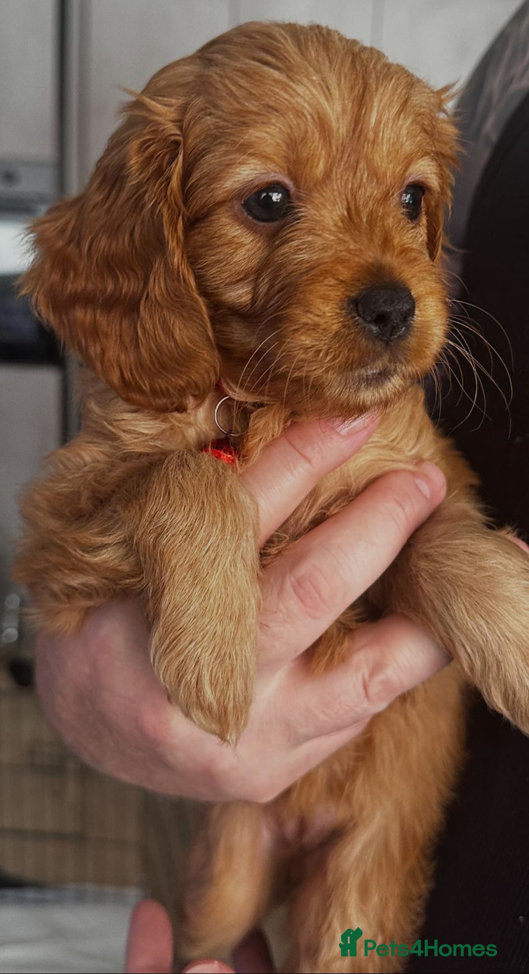 Cavapoo dogs for sale: Beautiful Cavapoo F2 puppies  for sale - Image 11
