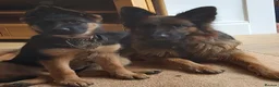 German Shepherd dogs for sale: KC, parents health Tested German shepherd Puppies  - Advert 11
