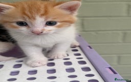 Khao Manee cats for sale: 6 kittens. 2 male and 4 female  - Image 2