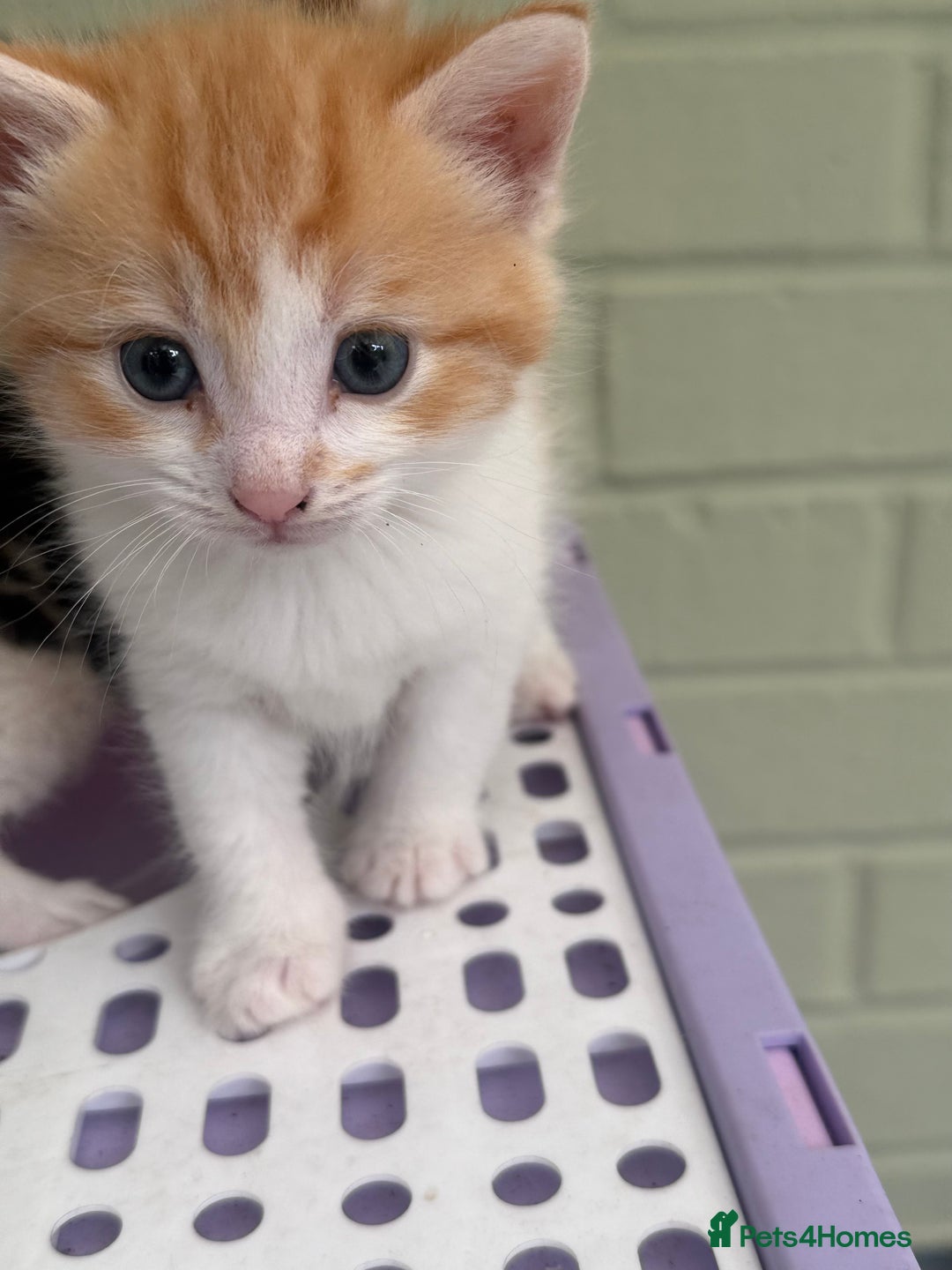 Khao Manee cats for sale: 6 kittens. 2 male and 4 female  - Image 2