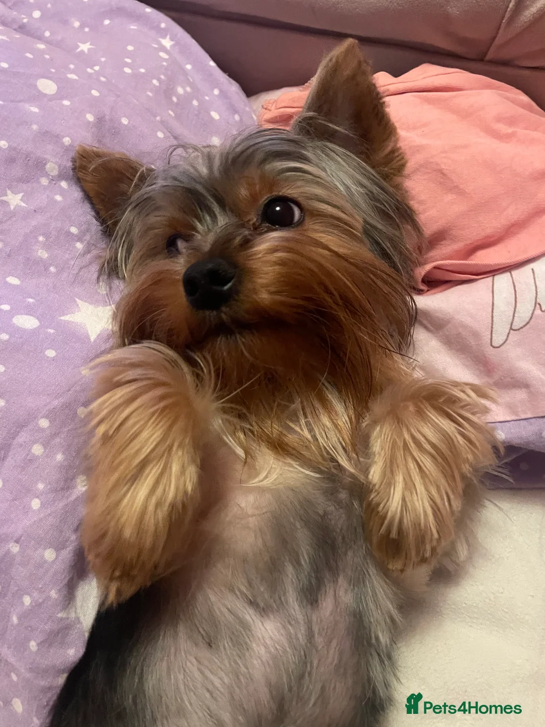 Yorkshire Terrier dogs for stud: -!!STUD TINY YORKIE BOY!!- in Dudley - Advert 2