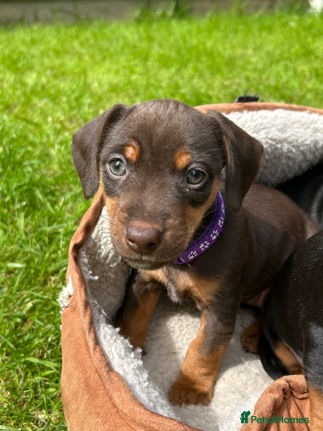 Dachshund dogs for sale: Adorable litter of dachshund cross Jack Russel  - Advert 2