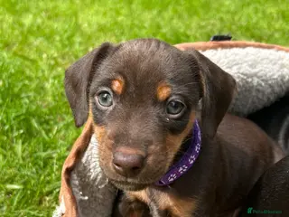 Dachshund dogs Adorable litter of dachshund cross Jack Russel - Advert 2
