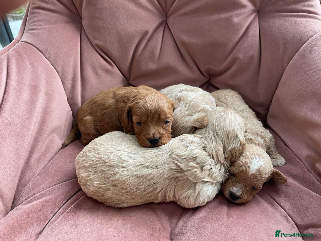 Maltipoo dogs for sale: Beautiful Maltipoo’s - Advert 2