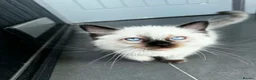 Ragdoll cats for sale: Pure breed ragdoll kittens READY NOW  - Advert 3