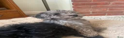 Cockapoo dogs for sale: 1 Beautiful Toy cocker poo Boy   - Advert 10