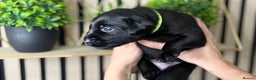 Labrador Retriever dogs for sale: Labrador puppies   - Advert 15