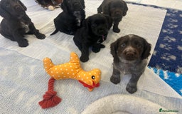 Cocker Spaniel dogs for sale: Working Cocker Spaniel Puppies - Advert 3