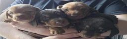 Dachshund dogs for sale: Beautiful littler of pedigree mini Dachshunds  - Advert 16