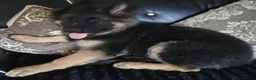 German Shepherd dogs for sale: German shepherd puppies in Boston - Advert 3