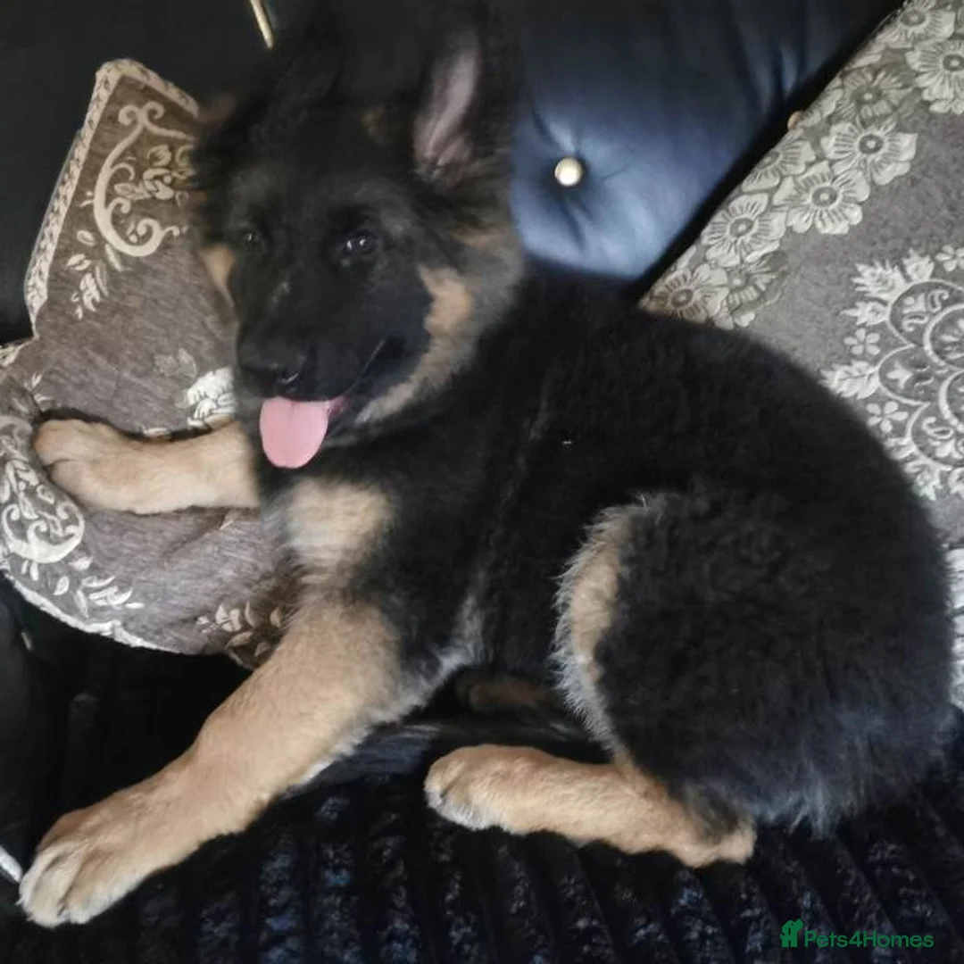 German Shepherd dogs for sale: German shepherd puppies in Boston - Advert 3