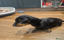 Miniature Dachshund dogs for sale: Miniature Dachshund puppies - Image 12